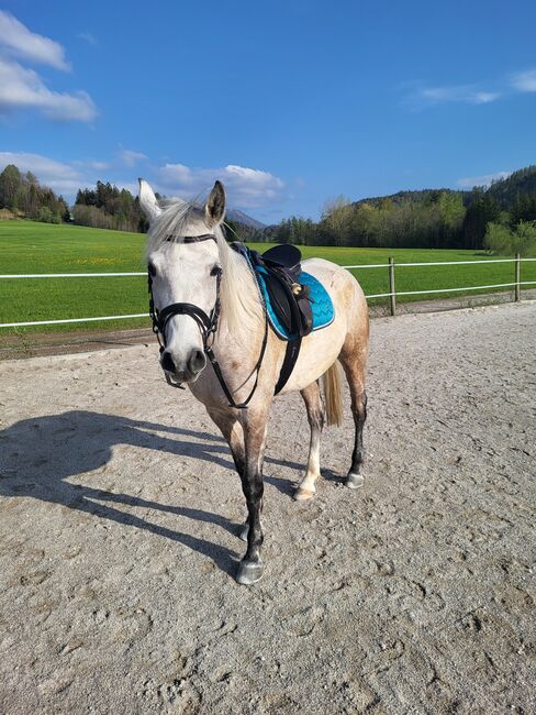 Reitbeteiligung, Michi , Horse Sharing, Hof bei Salzburg, Image 5