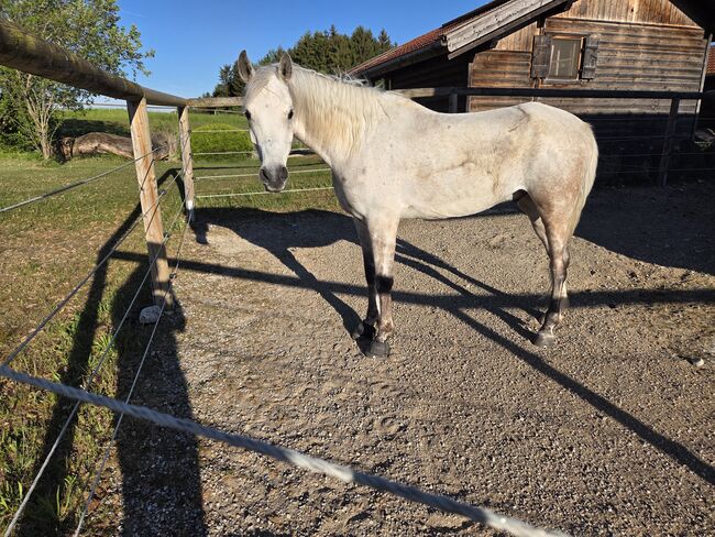 Reitbeteiligung, Michi , Horse Sharing, Hof bei Salzburg