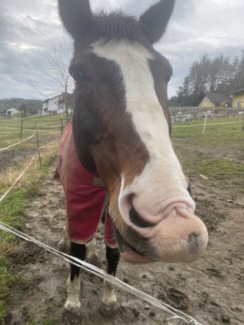 Reitbeteiligung, Bibiana Koseak, Horse Sharing, Ligist , Image 3