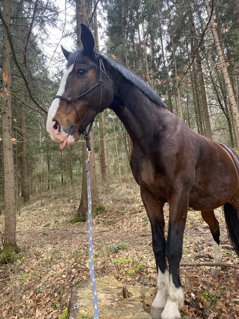 Reitbeteiligung, Bibiana Koseak, Horse Sharing, Ligist , Image 2