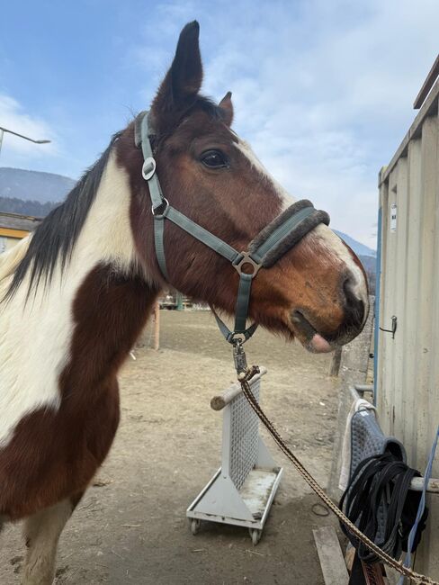 Reitbeteiligung, Sandra Rinker, Horse Sharing, Wattens, Image 5