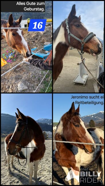 Reitbeteiligung, Sandra Rinker, Horse Sharing, Wattens, Image 8