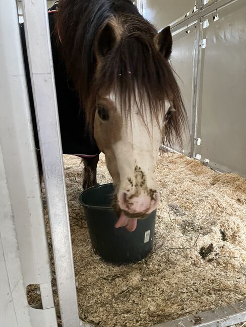 Reitbeteiligung, Stella , Horse Sharing, Falkenberg, Image 3