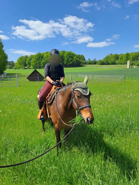 Reitbeteiligung, Susanne , Horse Sharing, Fensterbach 