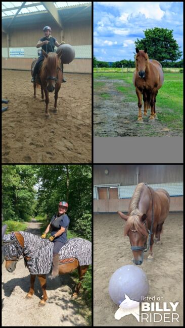 Reitbeteiligung, Sharleena Smith , Horse Sharing, Oberkrämer, Image 7