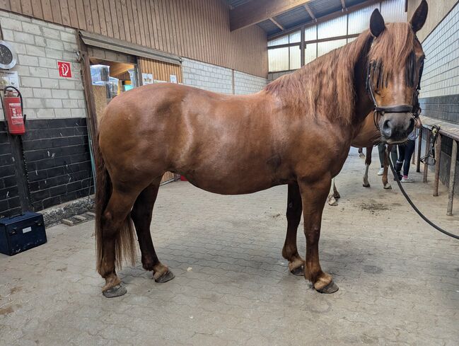 Reitbeteiligung, Sharleena Smith , Horse Sharing, Oberkrämer, Image 5
