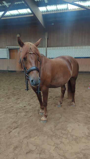 Reitbeteiligung, Sharleena Smith , Horse Sharing, Oberkrämer, Image 6