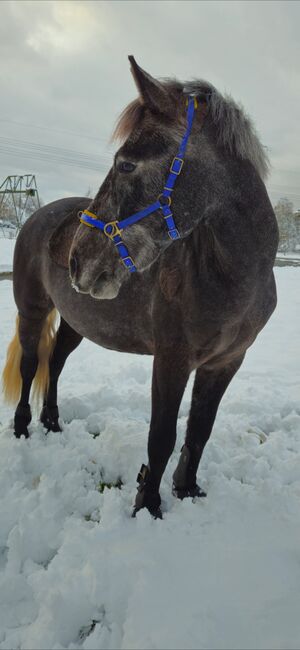 Reitbeteiligung, Julia, Horse Sharing, Rheinfelden 