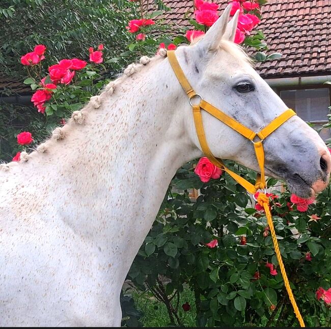 FREIZEIT PFERD, Maria, Horses For Sale, Szarvas, Image 4