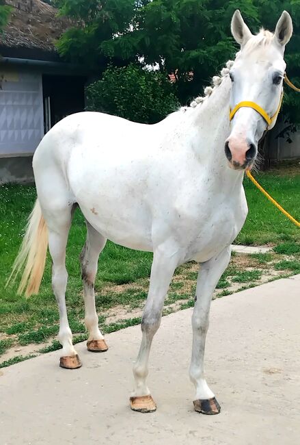 FREIZEIT PFERD, Maria, Horses For Sale, Szarvas