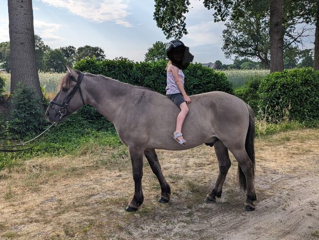 Reit / Kutsch und Therapiepony, Jörg, Horses For Sale, Haselünne , Image 2