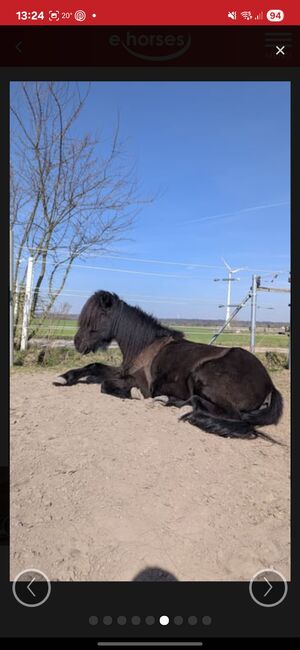 Reitbeteiligung auf liebenswertem Islandwallach in Hatzenbühl, Kathrin , Horse Sharing, Hatzenbühl , Image 5