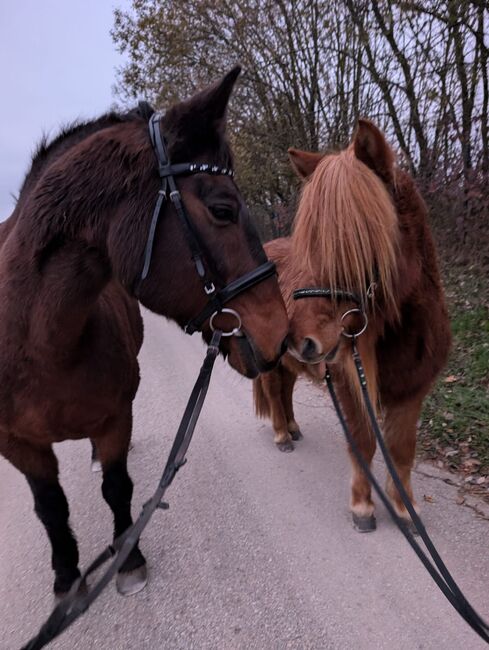 Reitbeteiligungen gesucht! Pferde suchen Reiter, Marina, Horse Sharing, Weißenohe, Image 2