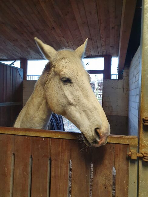 Reitbeteiligung zu vergeben, Katrin Hagedorn , Horse Sharing, 25491Hetlingen