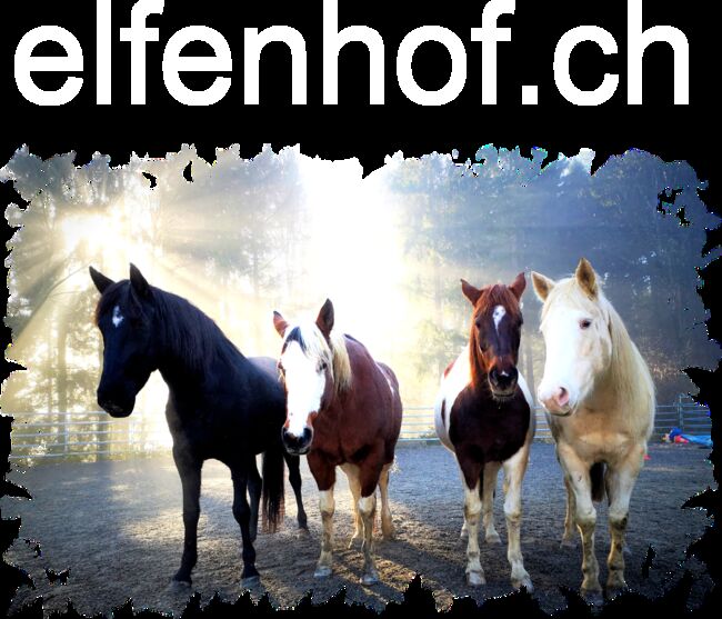 Reitlehrerin, Marlene Bösch (Elfenhof), Job Offers, Meienberg