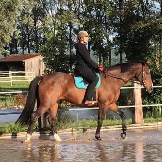 Reitunterricht, Doppellonge, Bodenarbeit, Beritt, Christiane Jenny Müller, Riding Lessons, Ergersheim, Image 5