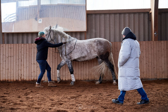 Reitunterricht, Doppellonge, Bodenarbeit, Beritt, Christiane Jenny Müller, Riding Lessons, Ergersheim, Image 11