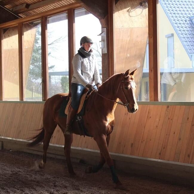 Reitunterricht, Doppellonge, Bodenarbeit, Beritt, Christiane Jenny Müller, Riding Lessons, Ergersheim, Image 2