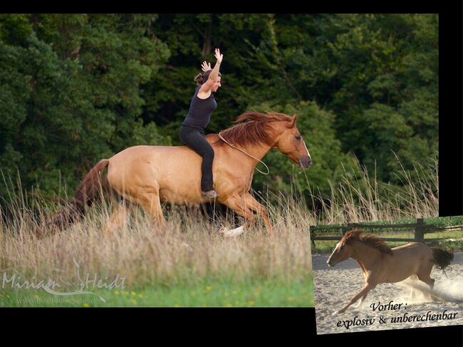 Reitunterricht, Reitkunst, Bodenarbeit, Barockreiten, Reitlehrer, Kerstin Heyn - Feine Reitkunst (Sprint GmbH - Feine Reitkunst), Riding Lessons, Freiburg, Image 3