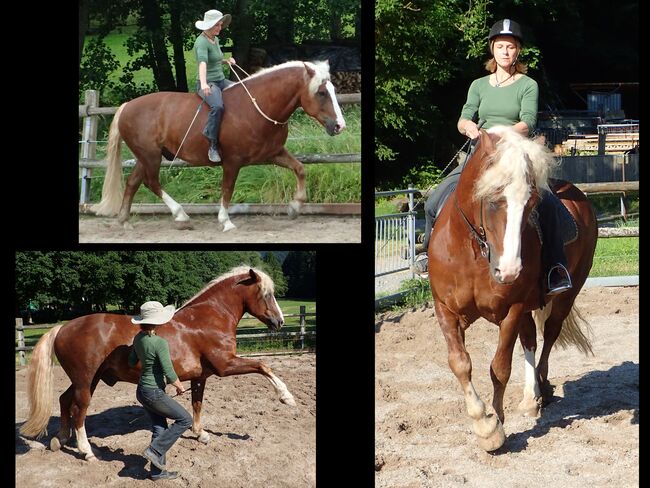 Reitunterricht, Reitkunst, Bodenarbeit, Barockreiten, Reitlehrer, Kerstin Heyn - Feine Reitkunst (Sprint GmbH - Feine Reitkunst), Riding Lessons, Freiburg, Image 5