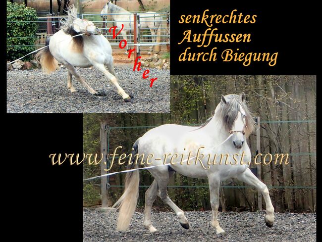 Reitunterricht, Reitkunst, Bodenarbeit, Barockreiten, Reitlehrer, Kerstin Heyn - Feine Reitkunst (Sprint GmbH - Feine Reitkunst), Riding Lessons, Freiburg, Image 6