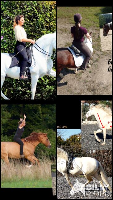 Reitunterricht, Reitkunst, Bodenarbeit, Barockreiten, Reitlehrer, Kerstin Heyn - Feine Reitkunst (Sprint GmbH - Feine Reitkunst), Riding Lessons, Freiburg, Image 14