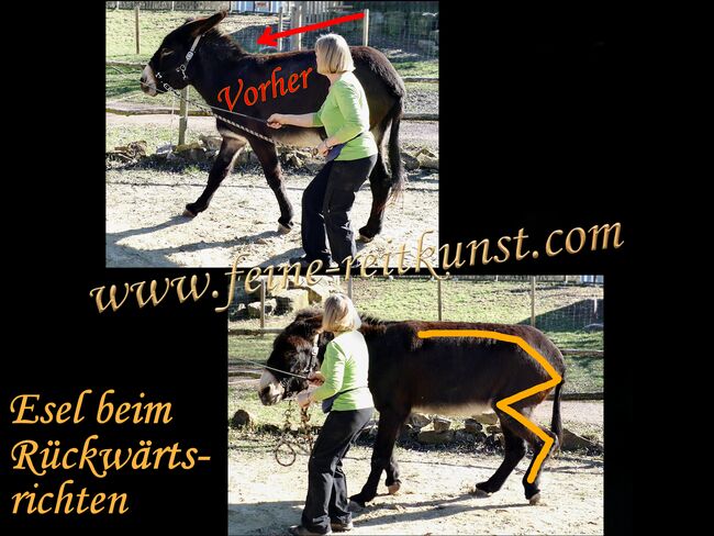 Reitunterricht, Reitkunst, Bodenarbeit, Barockreiten, Reitlehrer, Kerstin Heyn - Feine Reitkunst (Sprint GmbH - Feine Reitkunst), Riding Lessons, Freiburg, Image 10