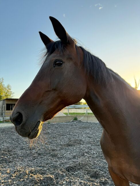 Reitbeteiligung gesucht, Sophia Treitinger, Horse Sharing, Maxhütte-Haidhof