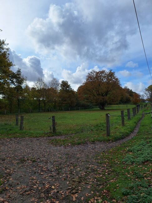 Paddockbox, Offenstall in Gelsenkirchen Resse ab sofort frei, Kuhlmann , Horse Stables, Gelsenkirchen