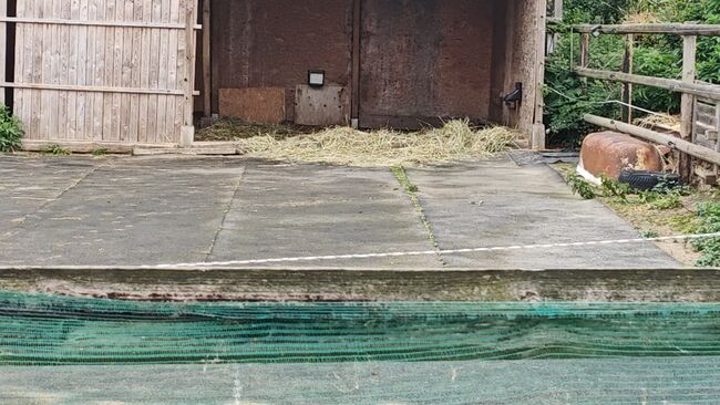 Paddockbahnenware, Schal Sabine , Tack Room & Stable Supplies, Pattensen