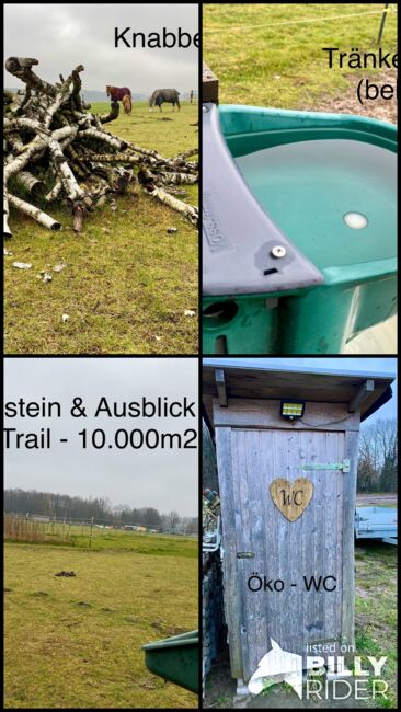 Paddocktrail Offenstall 10.000m2, Jeffrey, Horse Stables, Schöneiche bei Berlin, Image 9