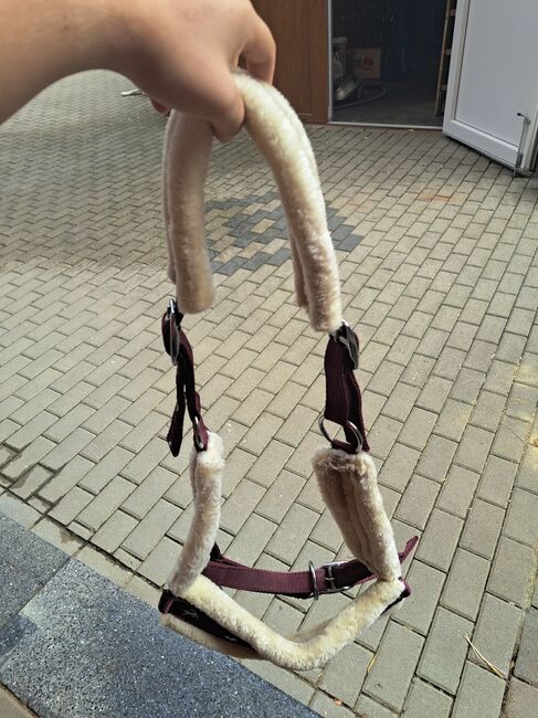 Fell Halfter, Michelle wilms , Halters, Eppstein , Image 2