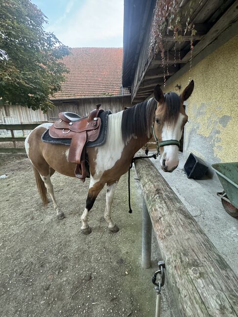 Paint Appaloosa Stute, Lilly, Horses For Sale, Oberrühring, Image 3