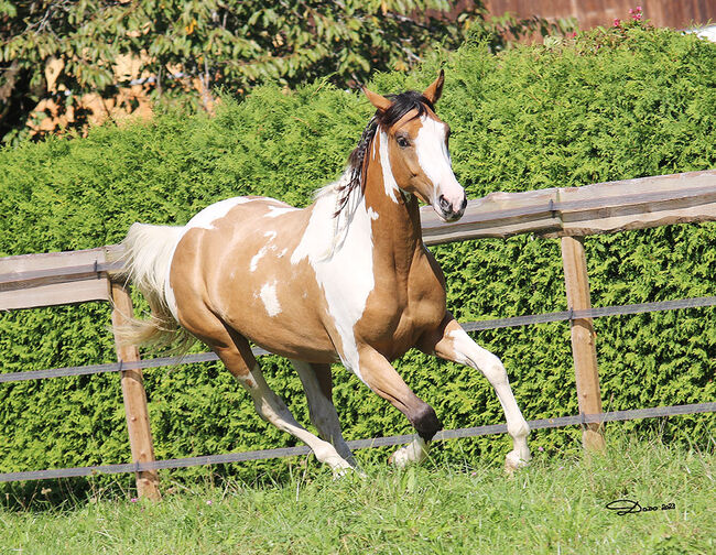 Paint Appaloosa Stute, Lilly, Pferd kaufen, Oberrühring, Abbildung 2