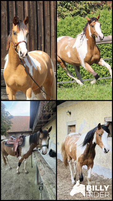 Paint Appaloosa Stute, Lilly, Pferd kaufen, Oberrühring, Abbildung 5