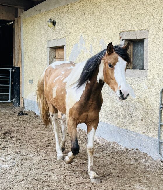 Paint Appaloosa Stute, Lilly, Pferd kaufen, Oberrühring, Abbildung 4