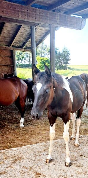 Paint Hose Hengstfohlen BLACK TOBIANO, KATJA ALTENSTRASSER , Horses For Sale, AURACH AM HONGAR 