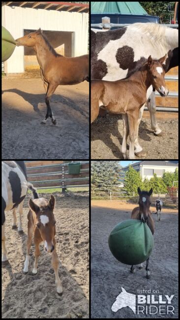 Paint horse Hengstfohlen, Jentzsch, Horses For Sale, Eberswalde, Image 11