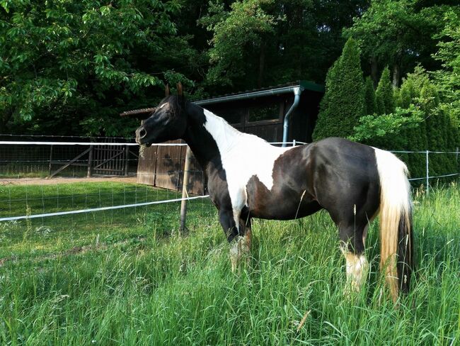 Paint Horse Deckhengst, Black-Tobiano, bildhübsch, T. Kern, Pferd kaufen, Reichenbach-Steegen, Abbildung 15