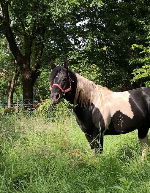 Paint Horse Deckhengst, Black-Tobiano, bildhübsch, T. Kern, Pferd kaufen, Reichenbach-Steegen, Abbildung 17