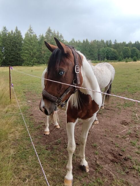 Paint horse /europäische Westernpferde, K.R, Pferd kaufen, Wölfis