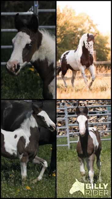 Paint Horse Eyecatcher mit 2 blauen Augen Black Tovero/Overo, GM Horses, Pferd kaufen, Warburg, Abbildung 10