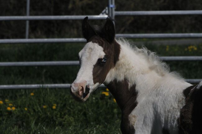 Paint Horse Eyecatcher mit 2 blauen Augen Black Tovero/Overo, GM Horses, Pferd kaufen, Warburg