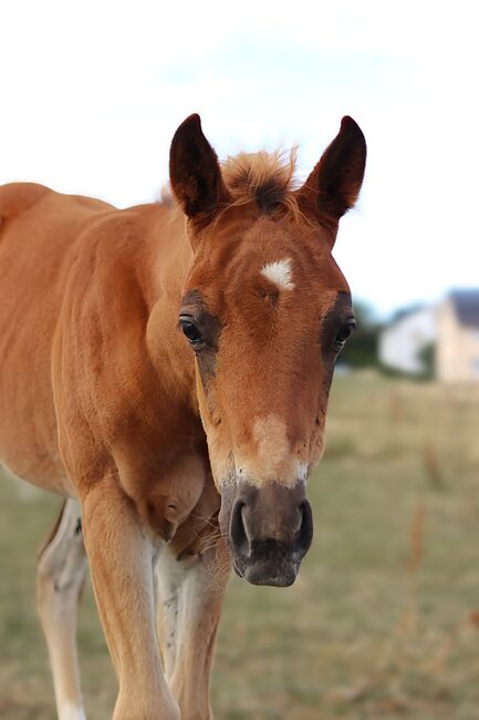 Paint Horse Stutfohlen Chestnut, Nadja Schulze , Horses For Sale, Schlüsselfeld , Image 8