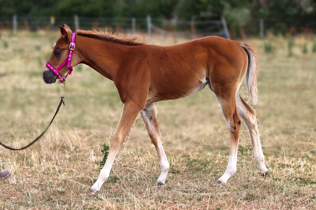 Paint Horse Stutfohlen Chestnut, Nadja Schulze , Horses For Sale, Schlüsselfeld , Image 9