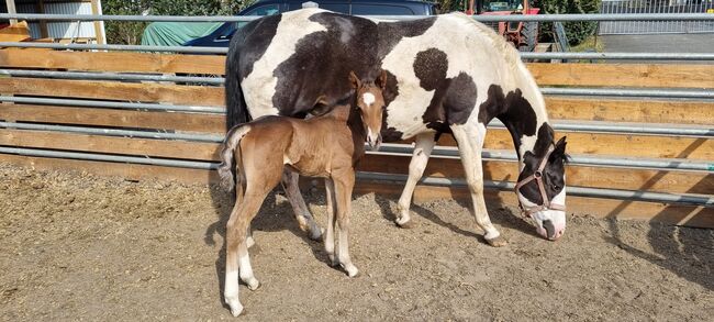 Paint horse Hengstfohlen, Jentzsch, Horses For Sale, Eberswalde, Image 9