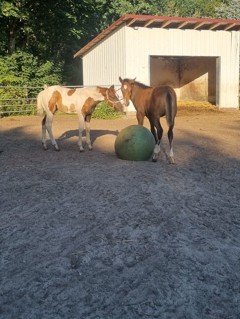 Paint horse  Hengstfohlen, Jentzsch, Horses For Sale, Eberswalde, Image 5