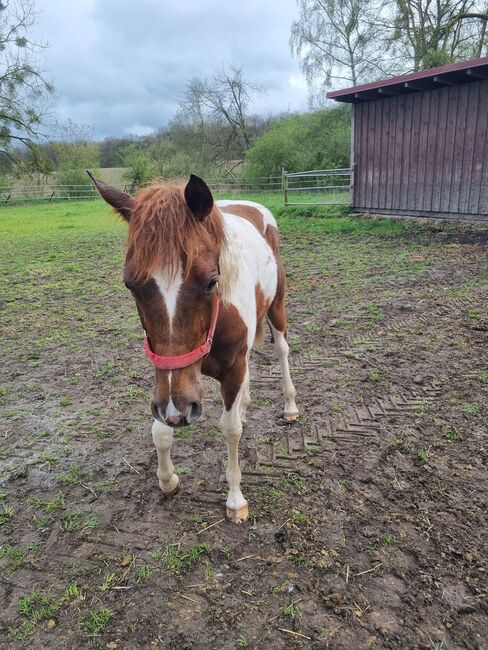 Paint horse  Hengstfohlen, Jentzsch, Horses For Sale, Eberswalde, Image 3