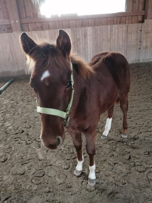 Paint horse Hengst Absetzer, Sunbeam Ranch! , Pferd kaufen, Kaufbeuren 