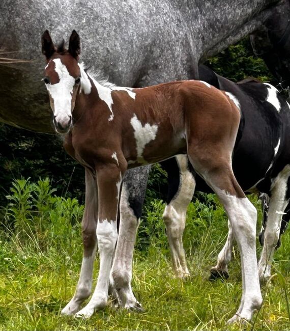 Paint-Horse Hengst Black Overo, Markus Bolz , Pferd kaufen, Windeck, Abbildung 4